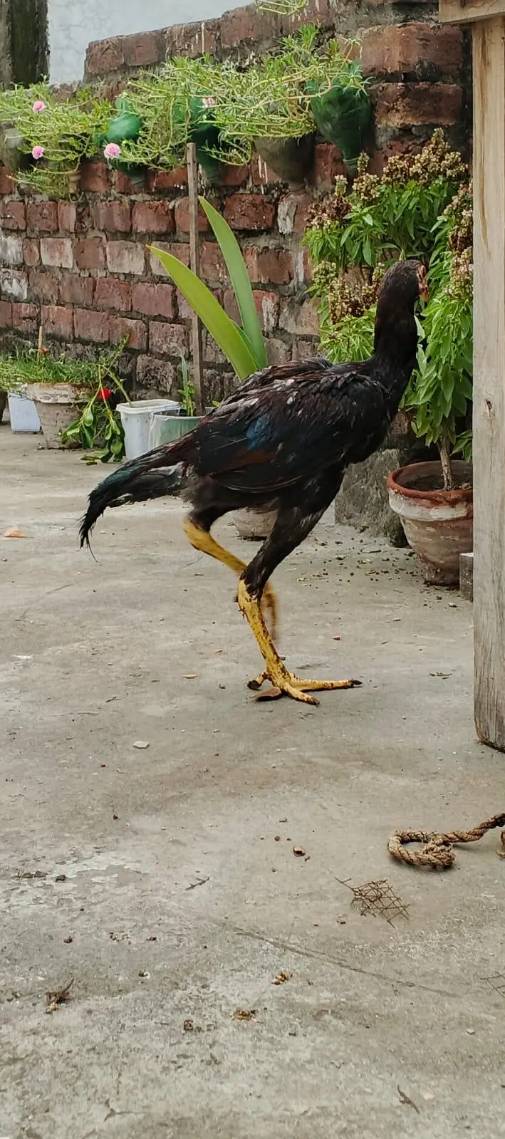 Aseel shamo ptha , Thai cross ,Aseel Murgi (mianwali breed) — photo 7
