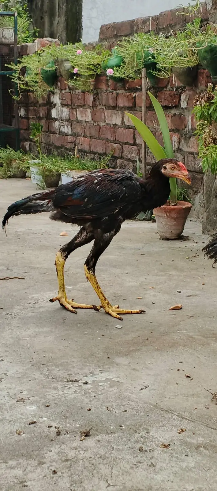 Aseel shamo ptha , Thai cross ,Aseel Murgi (mianwali breed) — photo 8
