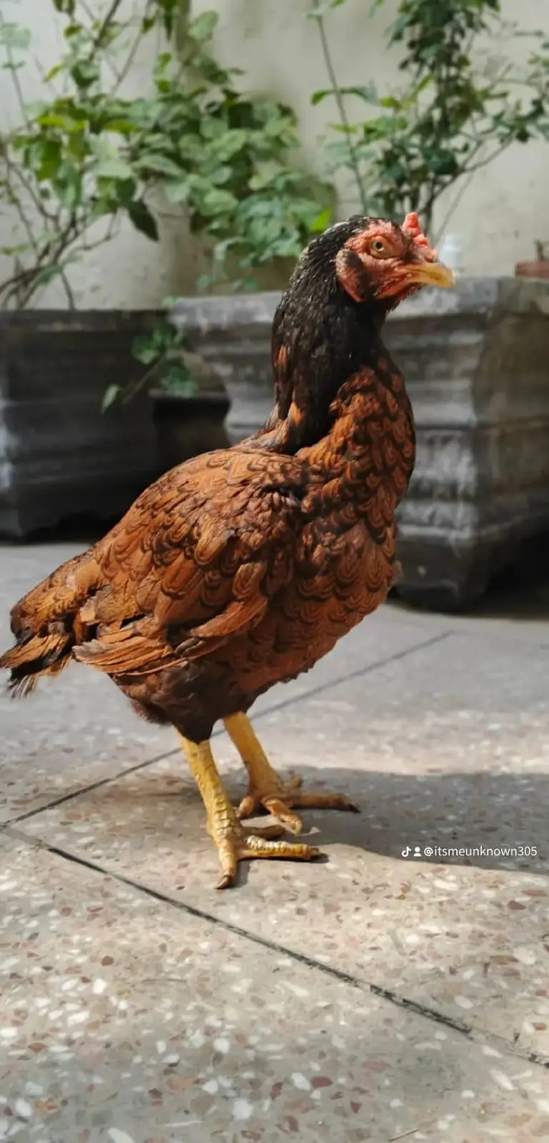 Aseel shamo ptha , Thai cross ,Aseel Murgi (mianwali breed) — photo 9