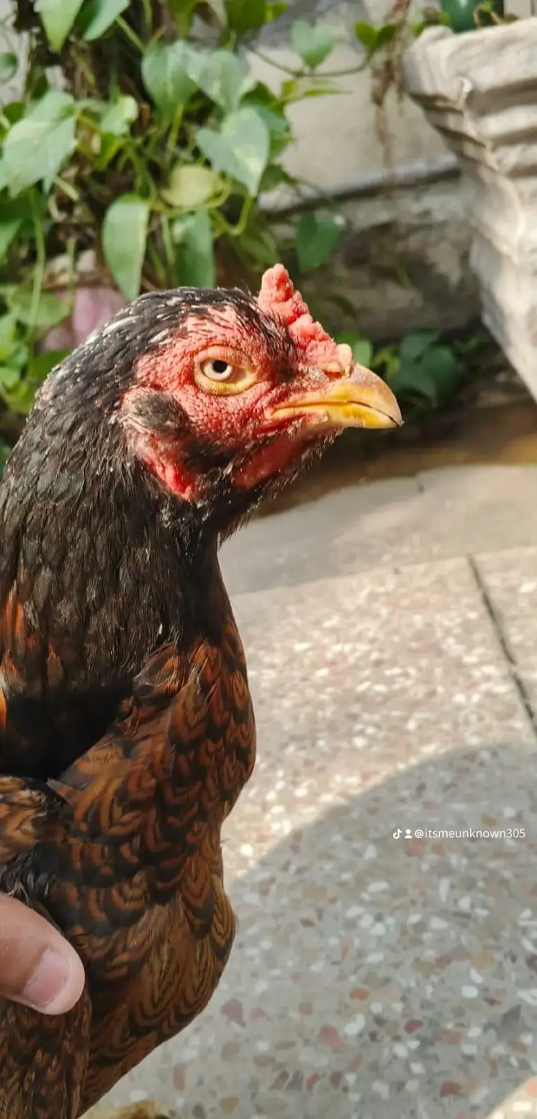 Aseel shamo ptha , Thai cross ,Aseel Murgi (mianwali breed) — photo 10