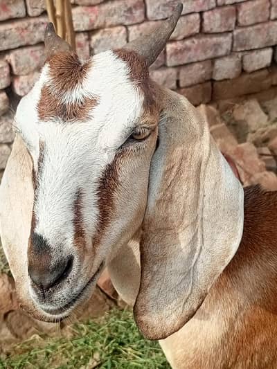 goats for sale best price