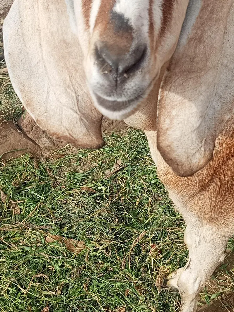 goats for sale best price — photo 2