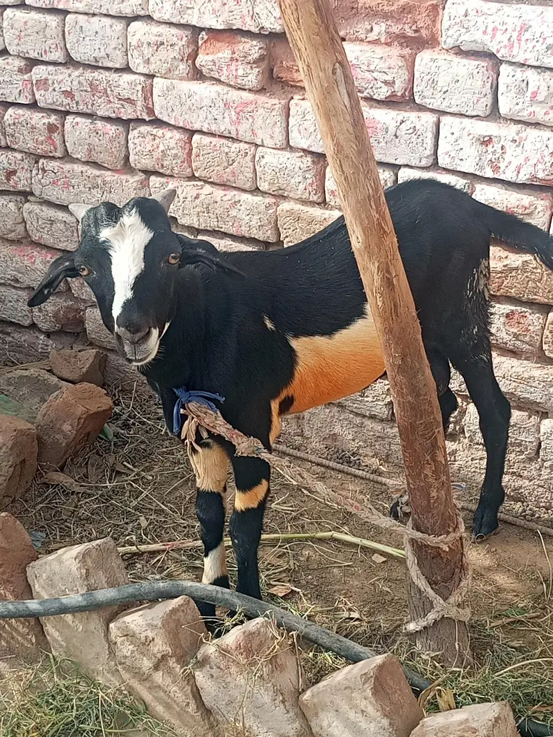 goats for sale best price — photo 3