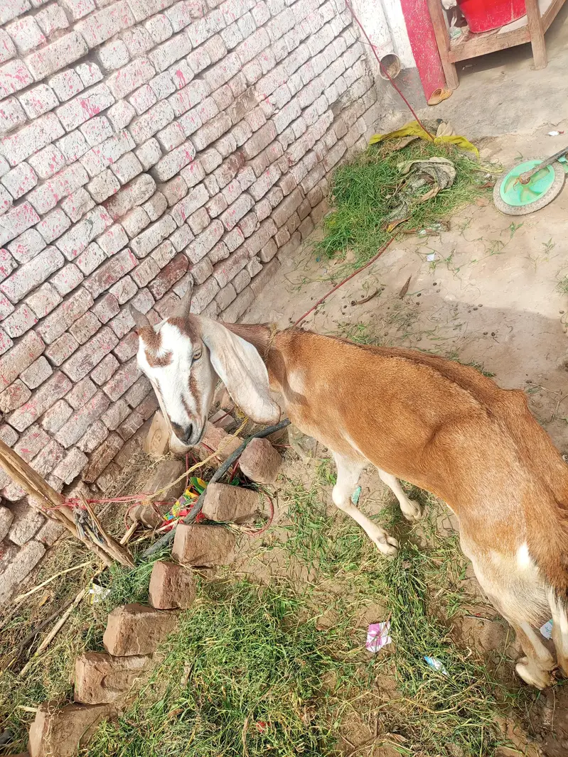 goats for sale best price — photo 4