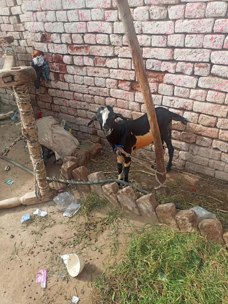goats for sale best price — photo 5