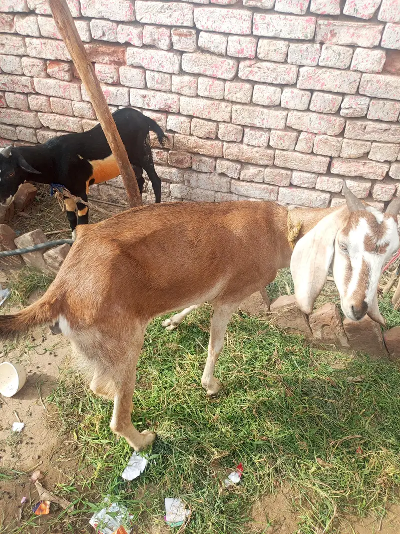 goats for sale best price — photo 6