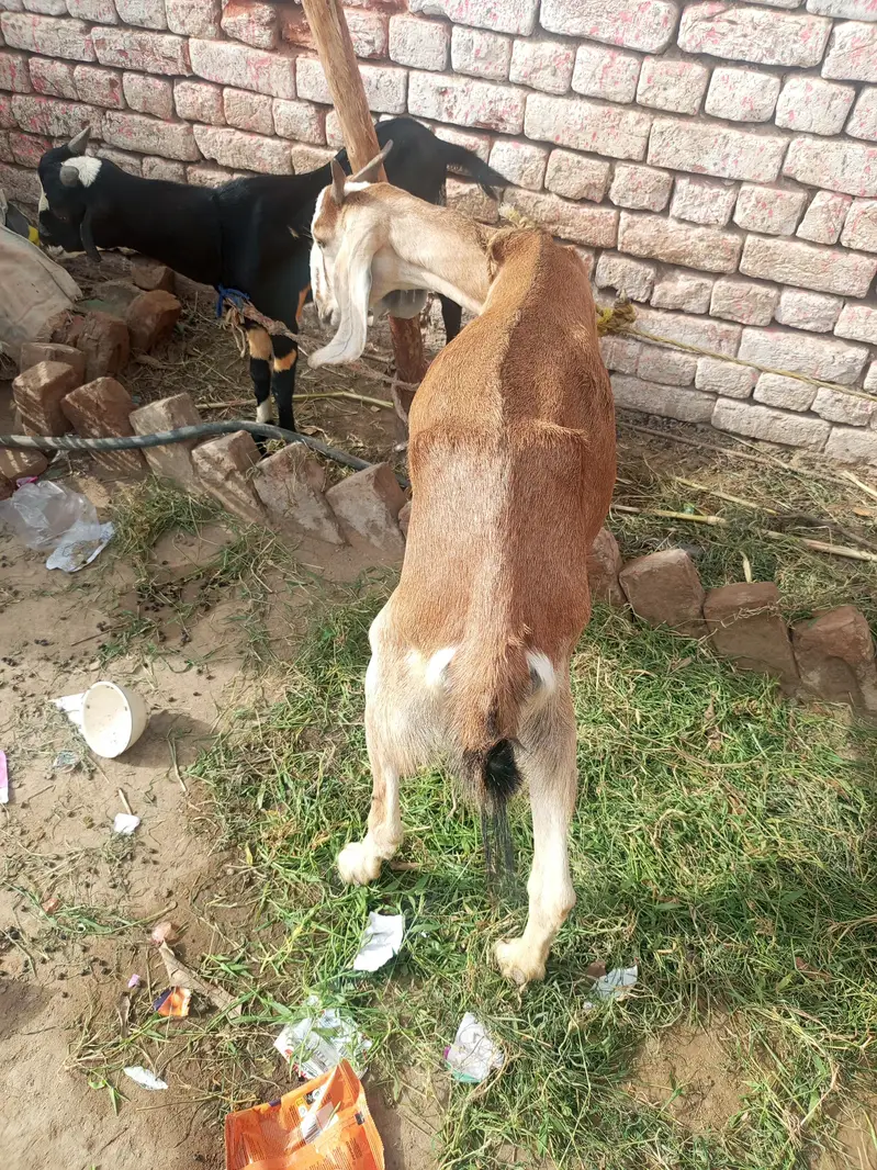 goats for sale best price — photo 7