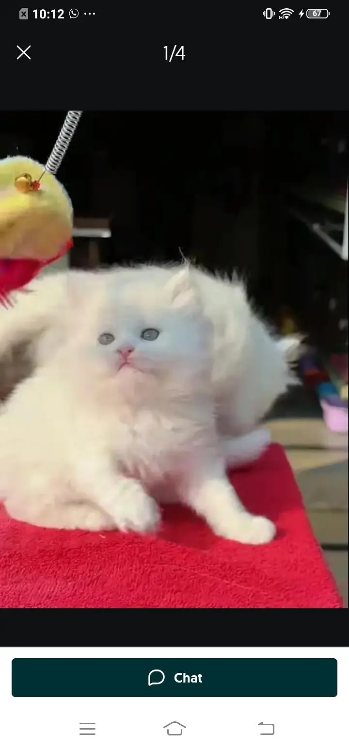 Persian cat for sale male or female my WhatsApp( 32)79)83)75)73 — photo 3