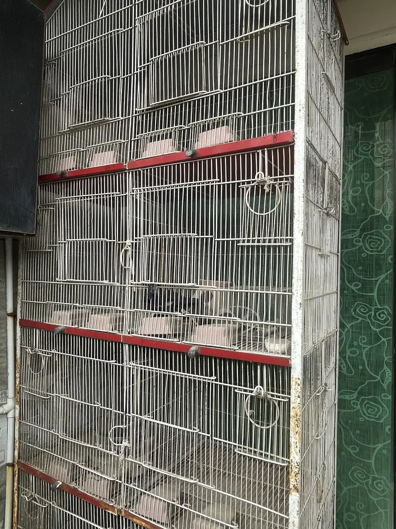 Love bird cage — photo 2