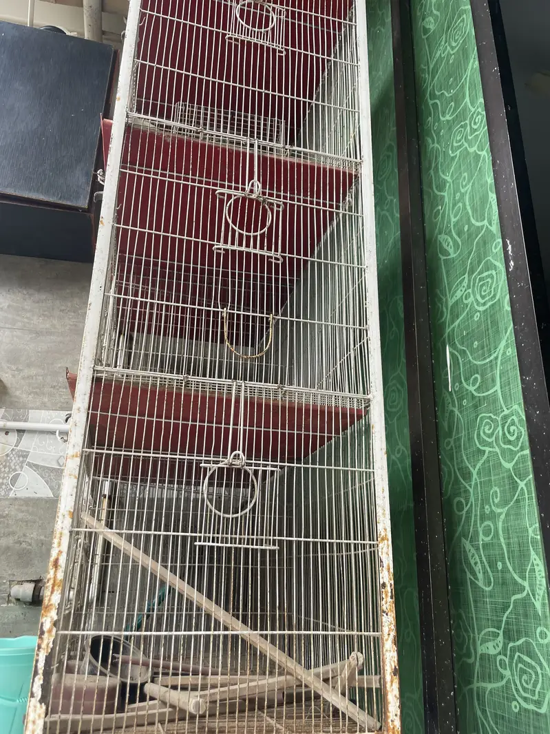 Love bird cage — photo 3