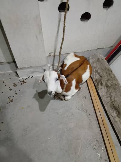 bakra