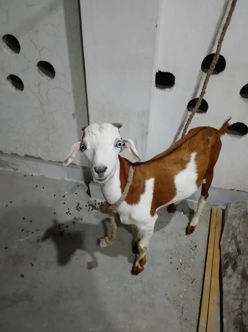 bakra — photo 2