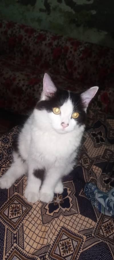 my cats