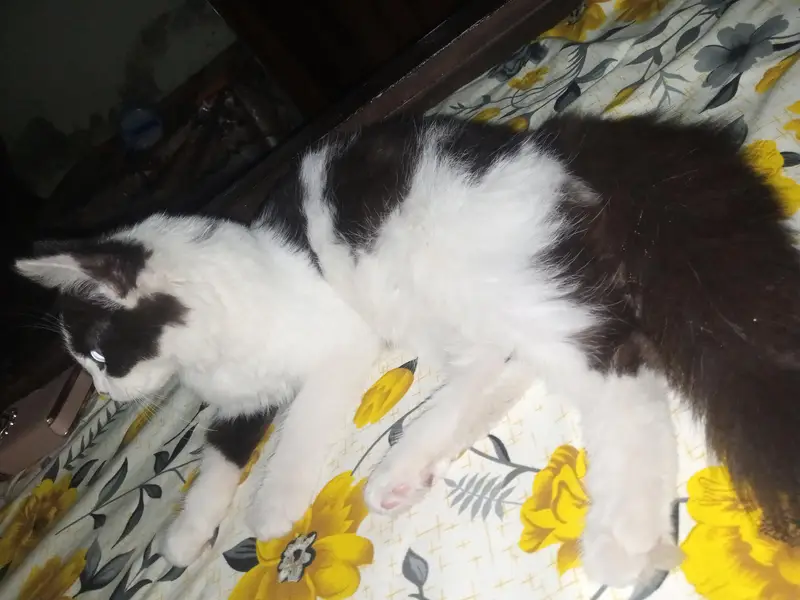 my cats — photo 2