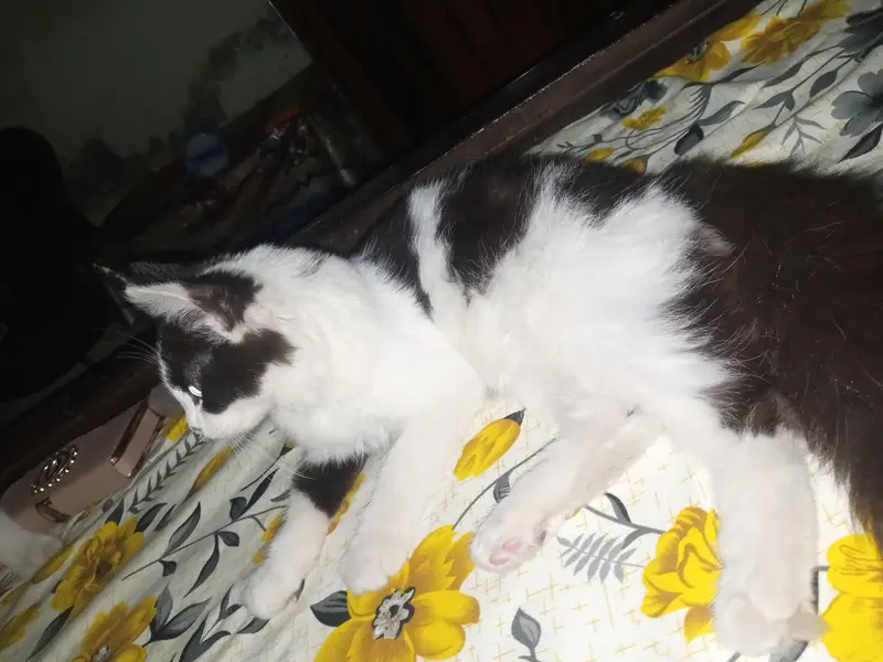 my cats — photo 3