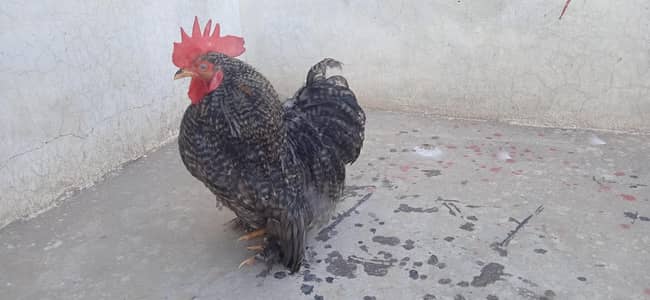 06 Months COCO Bantam Cochin fancy Silki Sultan Japnees