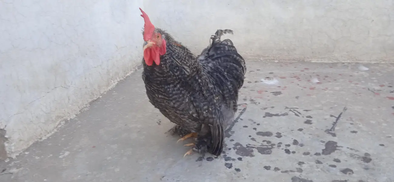 06 Months COCO Bantam Cochin fancy Silki Sultan Japnees — photo 2