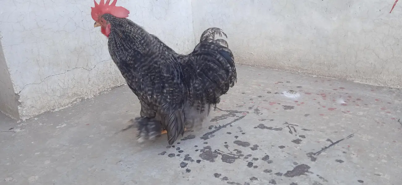 06 Months COCO Bantam Cochin fancy Silki Sultan Japnees — photo 3