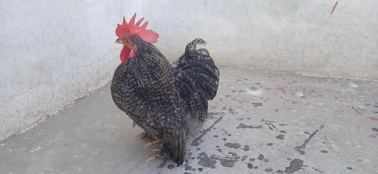 06 Months COCO Bantam Cochin fancy Silki Sultan Japnees — photo 4