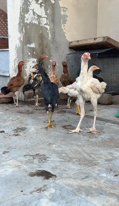 aseel chicks for sale