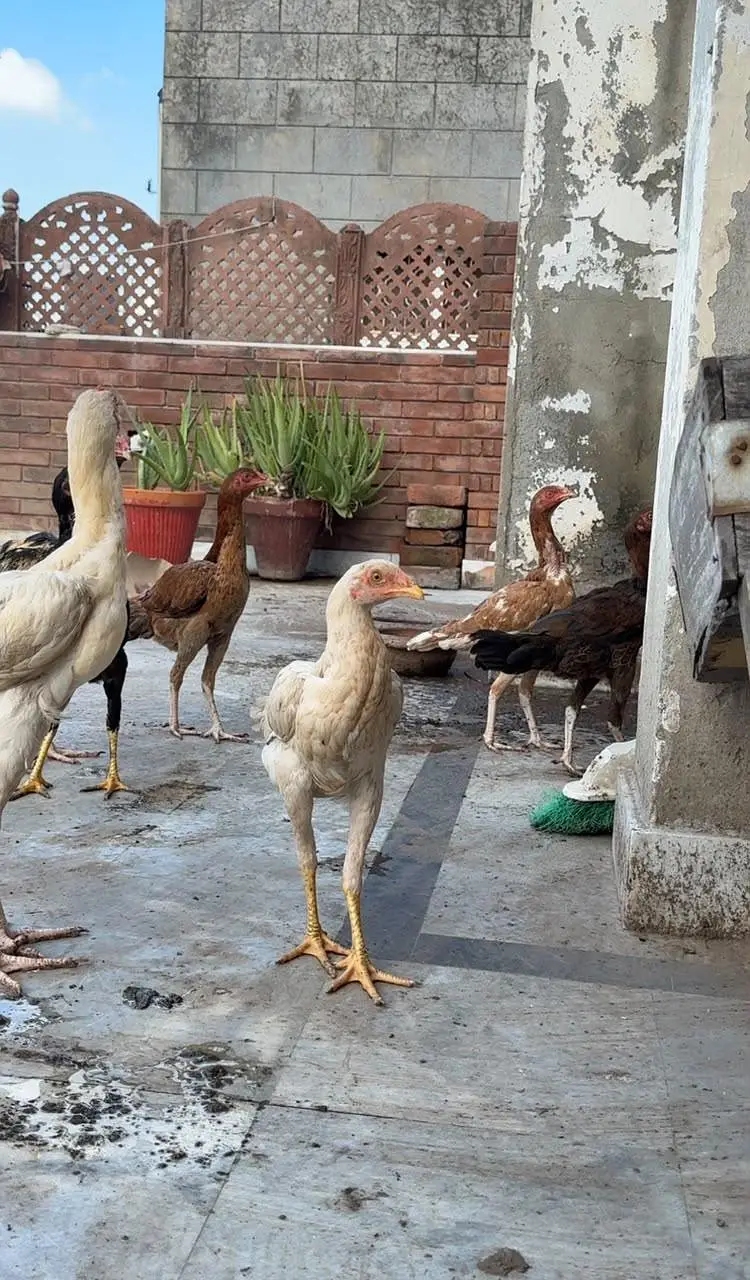 aseel chicks for sale — photo 3