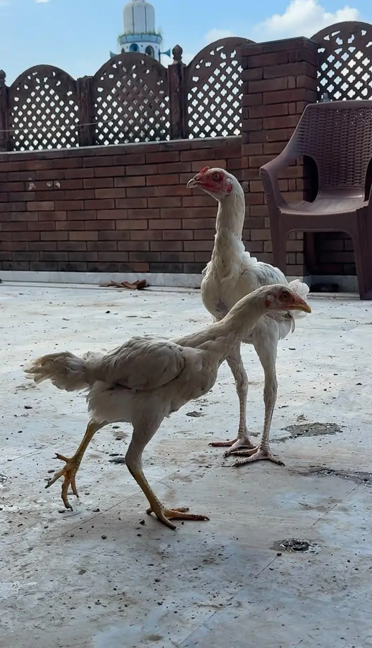 aseel chicks for sale — photo 4