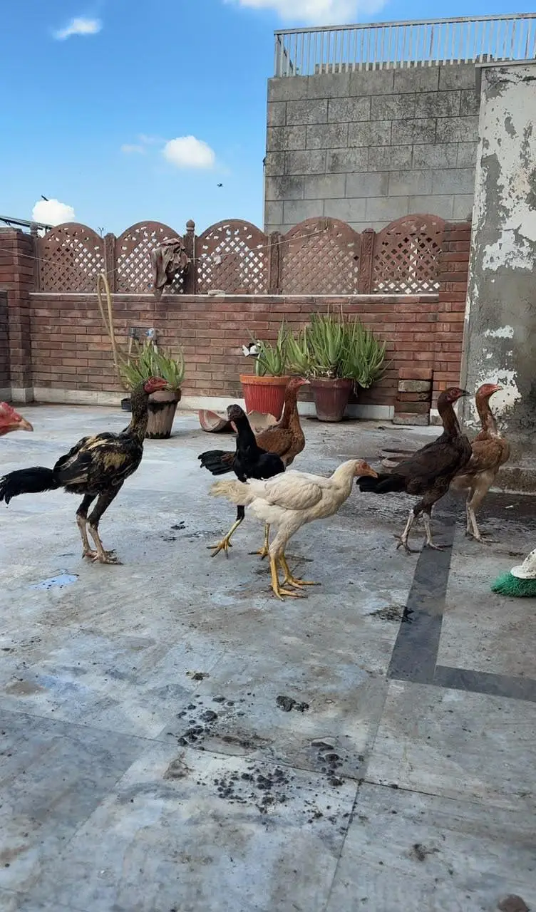 aseel chicks for sale — photo 5