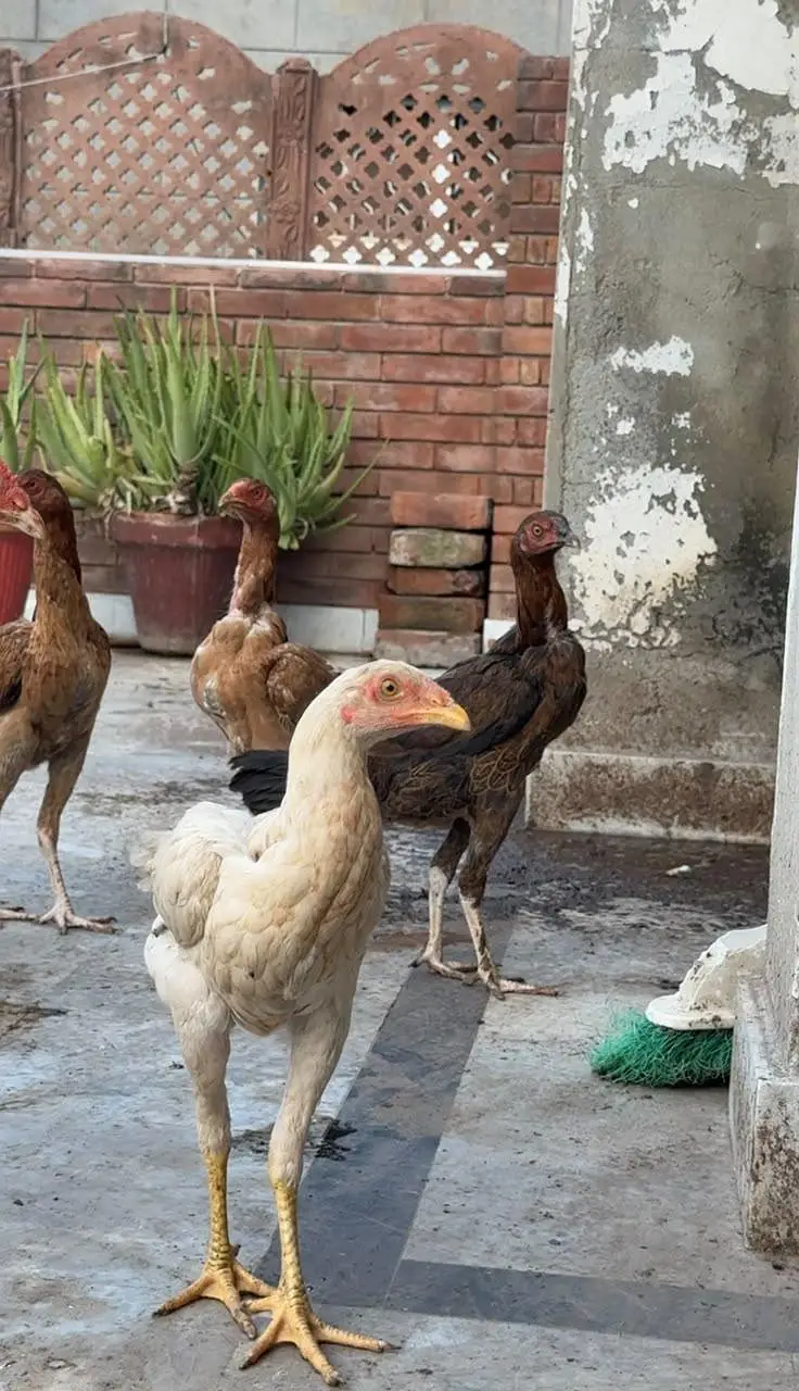 aseel chicks for sale — photo 6