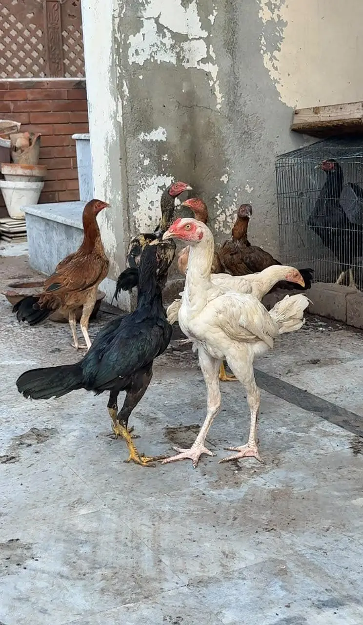 aseel chicks for sale — photo 7