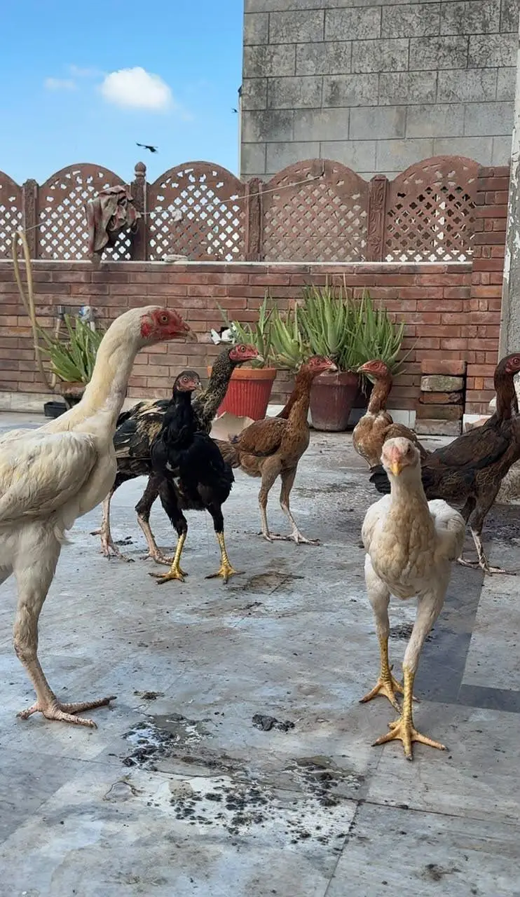 aseel chicks for sale — photo 8