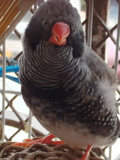 Finch - Mutation
