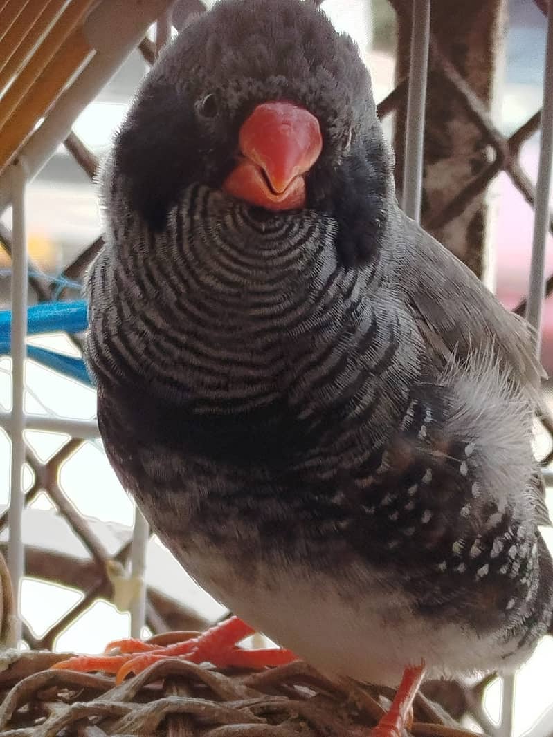 Finch - Mutation 0