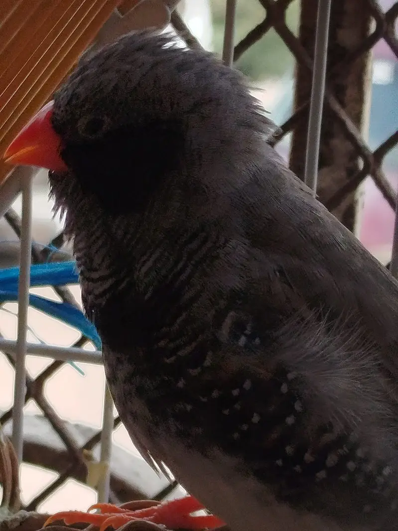 Finch - Mutation — photo 2