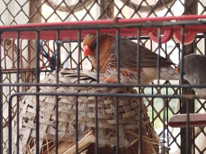 Finch - Mutation — photo 3
