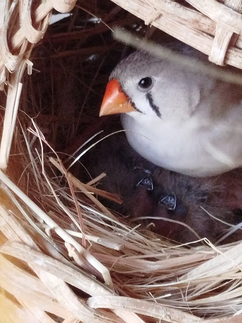 Finch - Mutation — photo 4