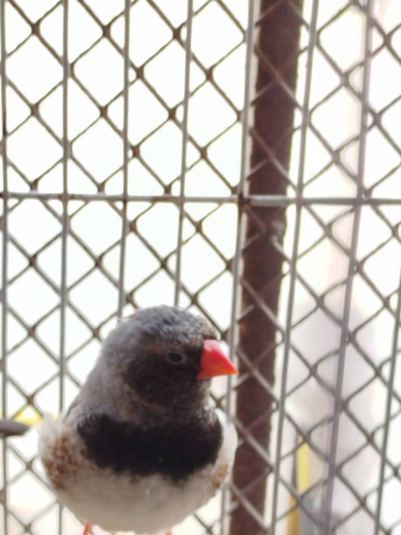 Finch - Mutation 4