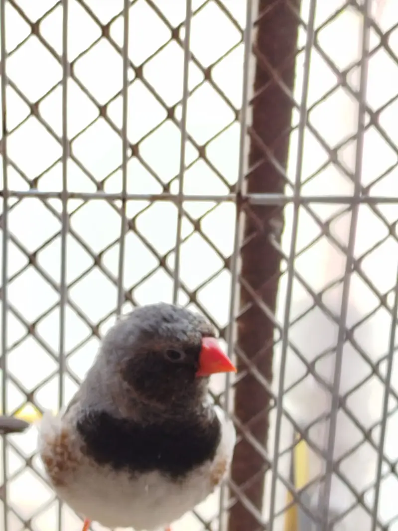 Finch - Mutation — photo 5