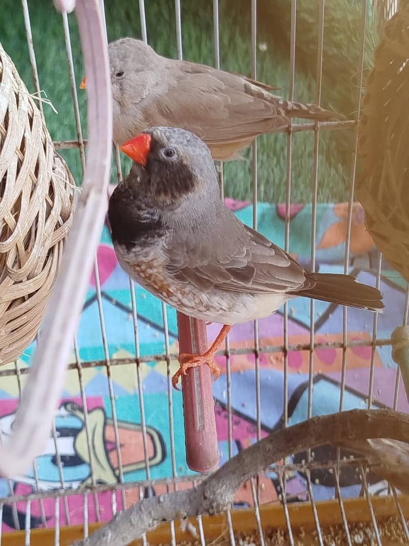 Finch - Mutation 5