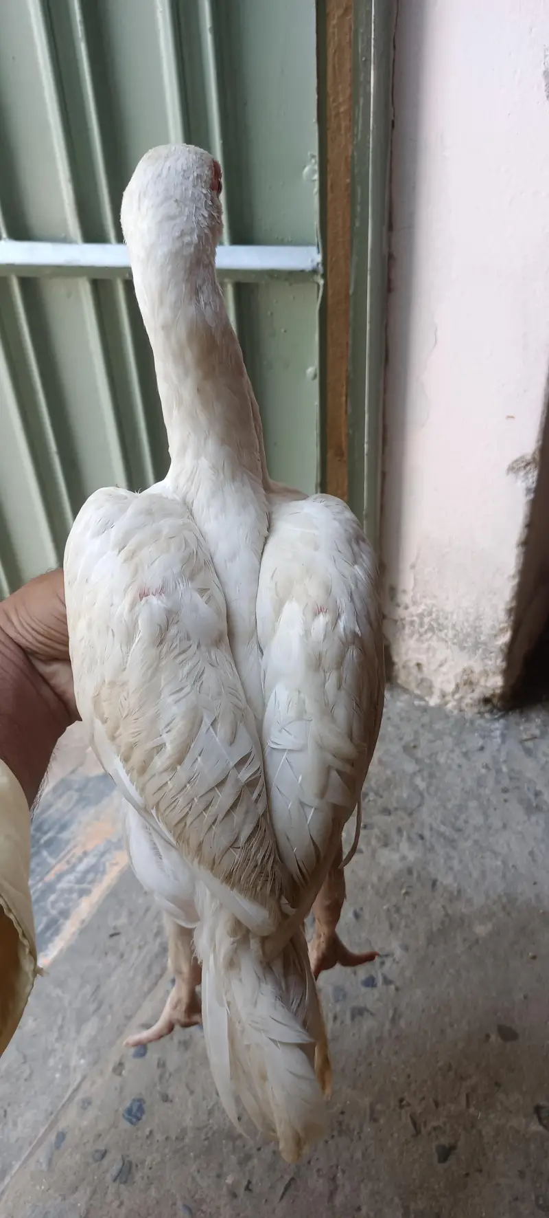 Heera blood line Quality checks
