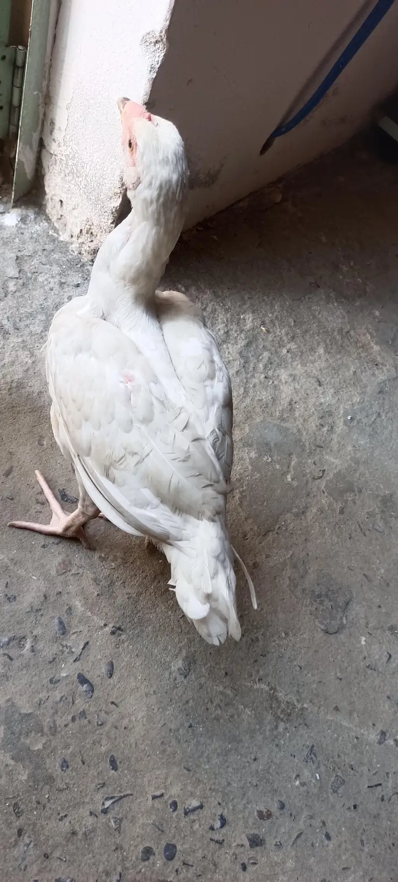 Heera blood line Quality checks — photo 2