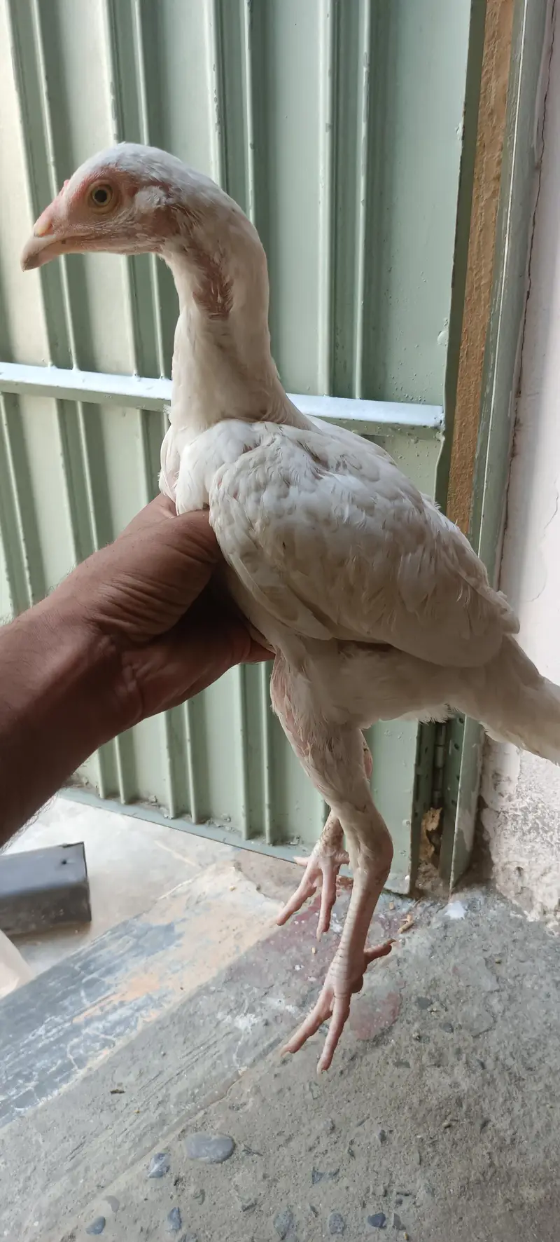 Heera blood line Quality checks — photo 3