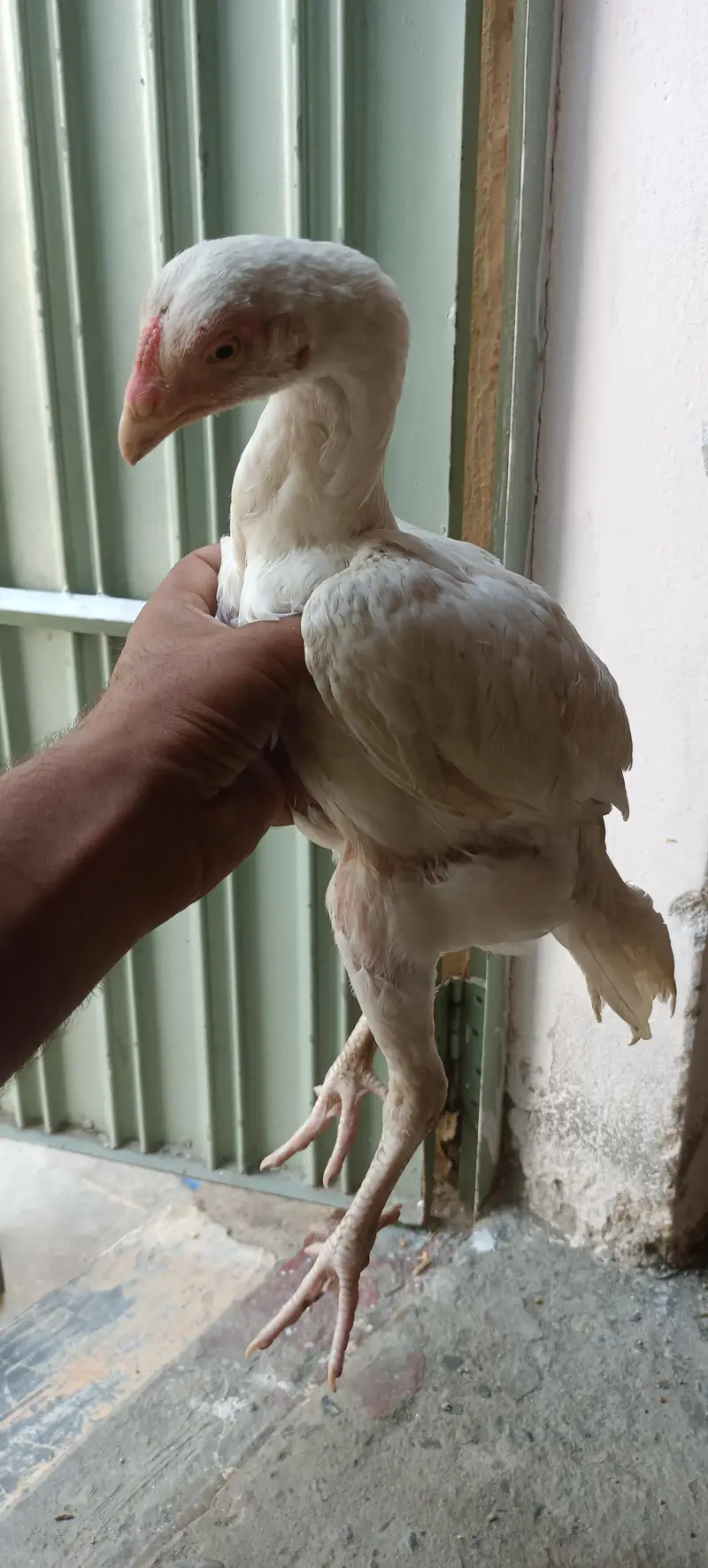 Heera blood line Quality checks — photo 5