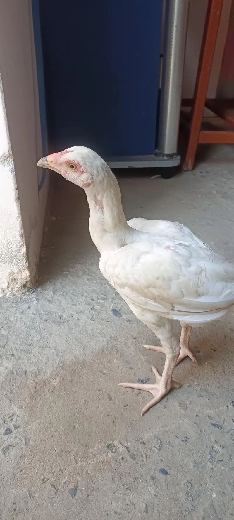 Heera blood line Quality checks — photo 6
