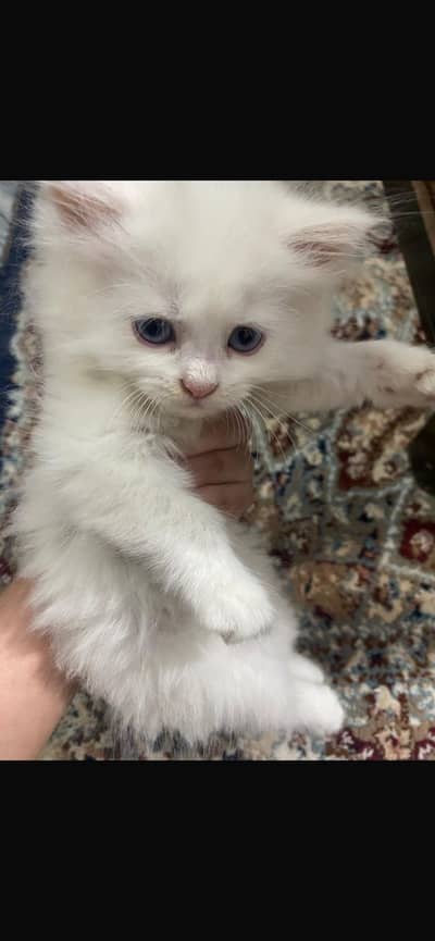Persian cat for sale
