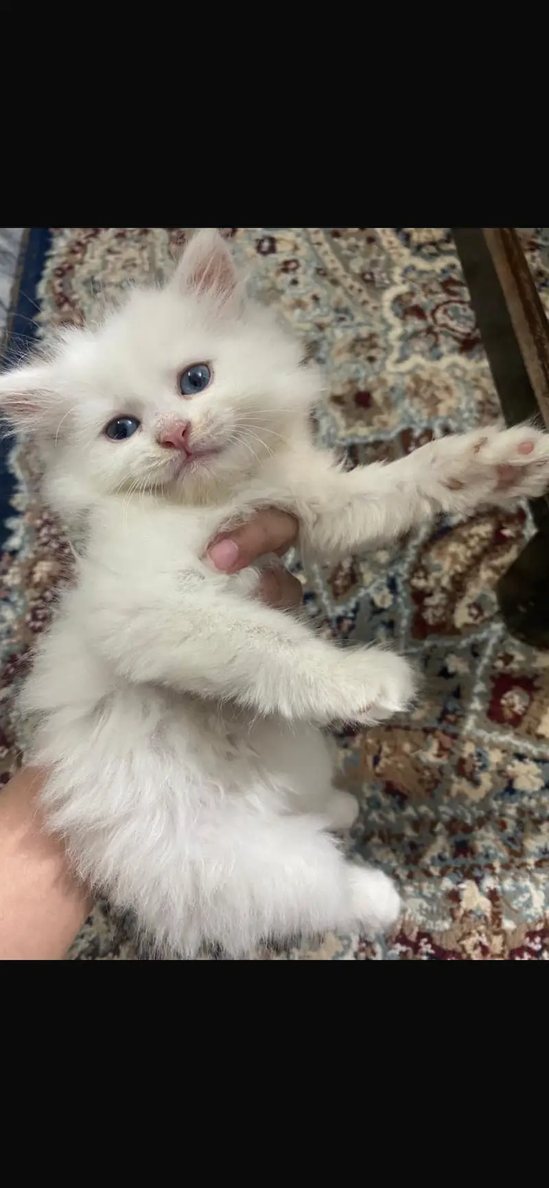 Persian cat for sale — photo 2