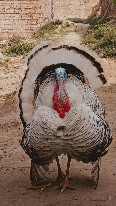 adult turkey bird male