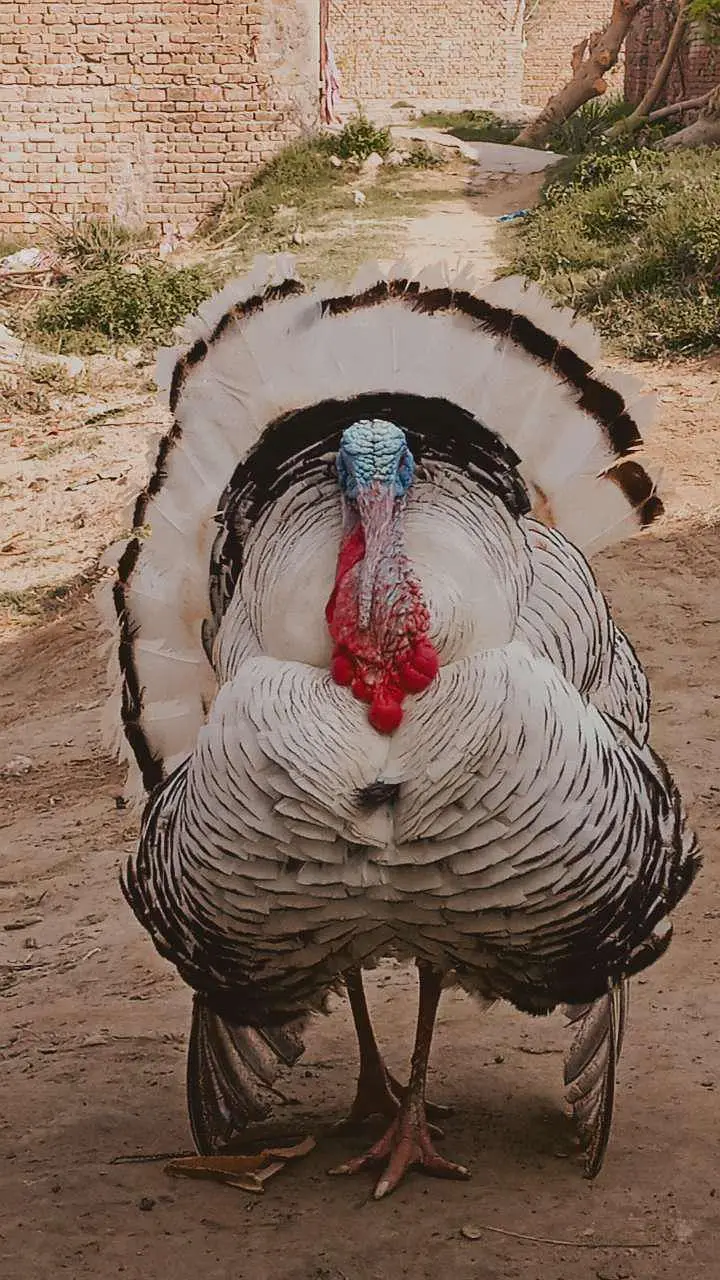 adult turkey bird male