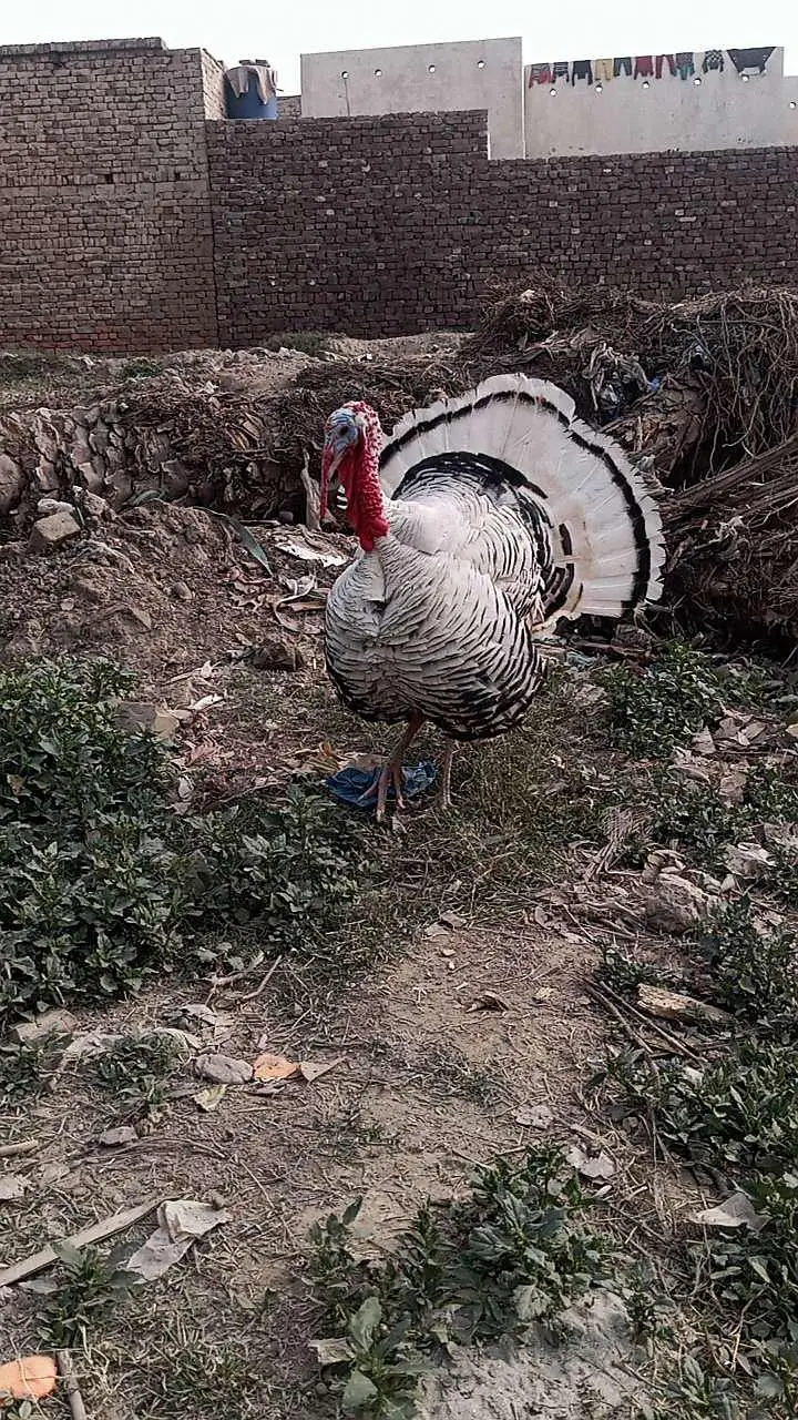 adult turkey bird male — photo 2
