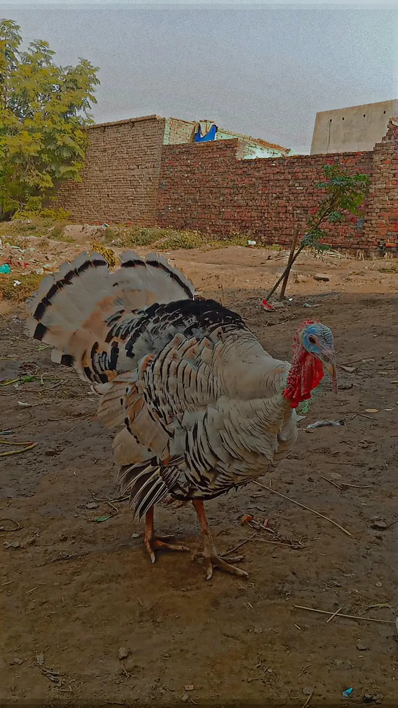 adult turkey bird male — photo 3