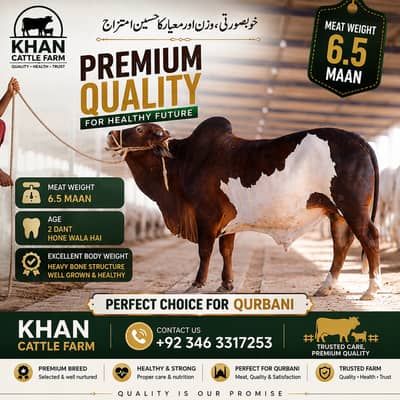 2 dant Bachra| desi bachre | Ablak | Palai Service | Cholistani cow